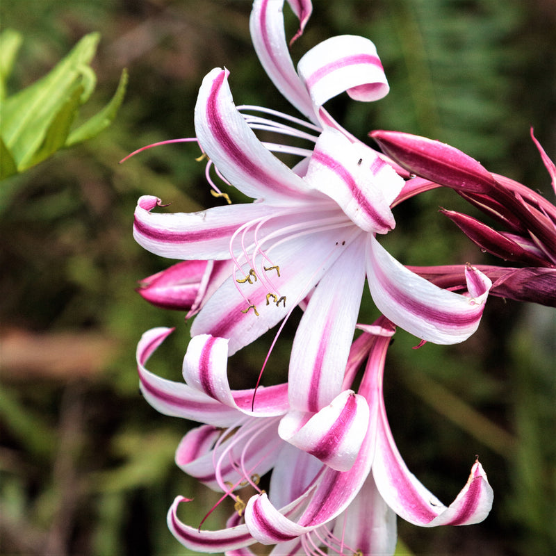 Crinum Cintho