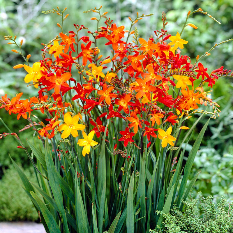 Crocosmia Red Hot Collection