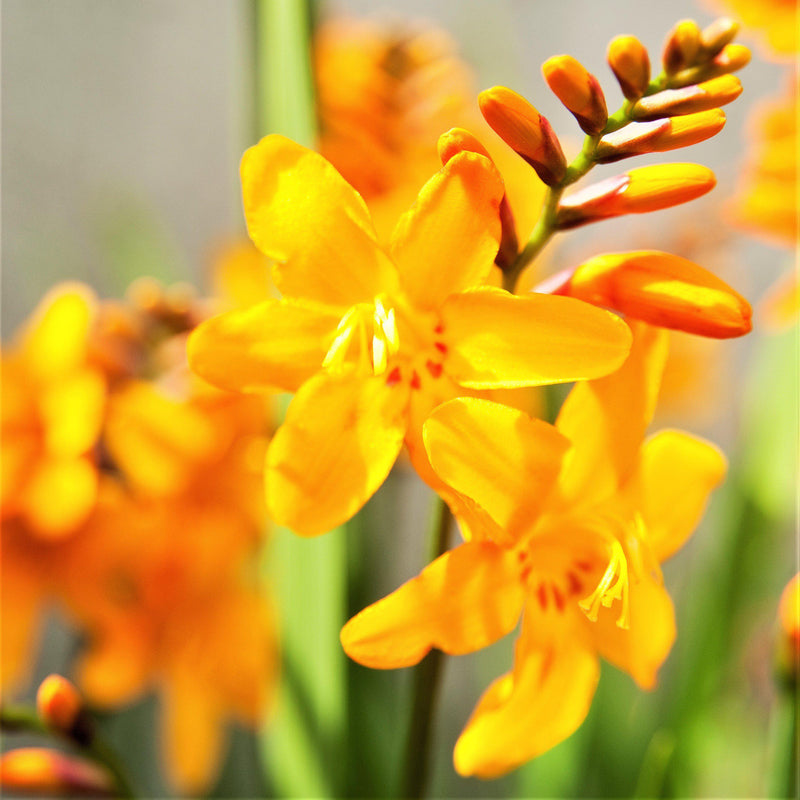 Crocosmia Columbus