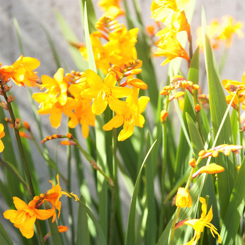 Crocosmia Columbus