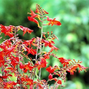 Crocosmia Erika