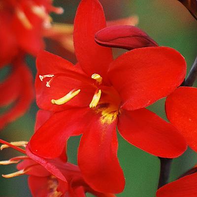 Crocosmia Erika