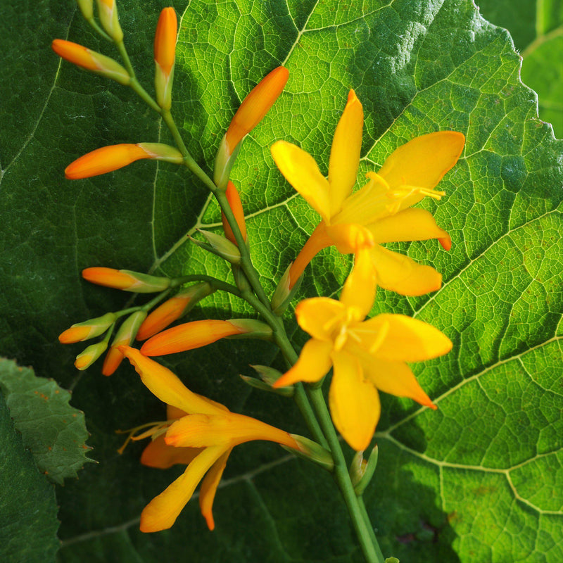 Crocosmia George Davison