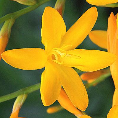 Crocosmia George Davison