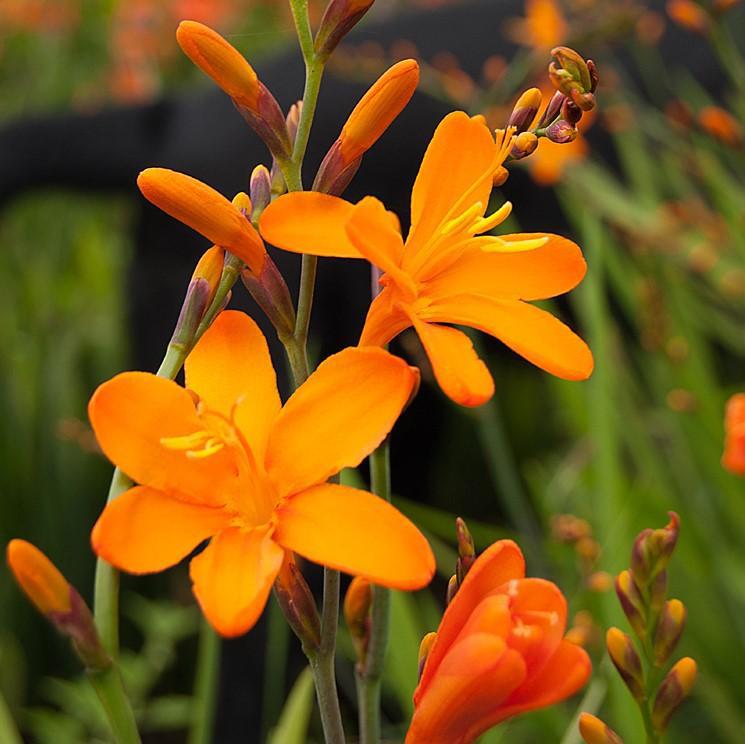 Crocosmia Gold Rush