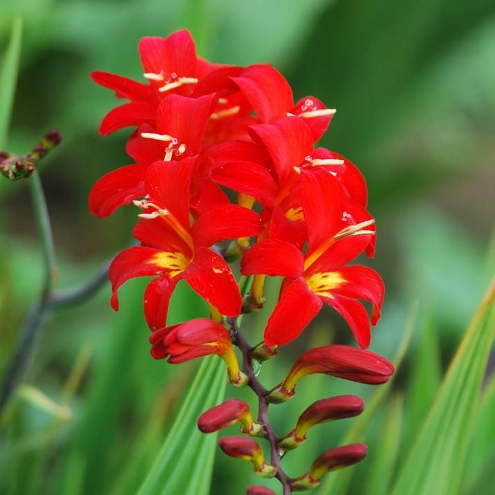 Crocosmia Happy Anniversary