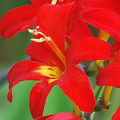 Crocosmia Happy Anniversary