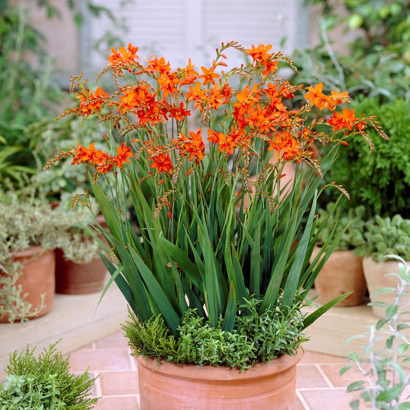 Crocosmia Masoniorum