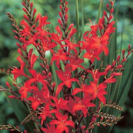 Crocosmia Awesome Orange Mix