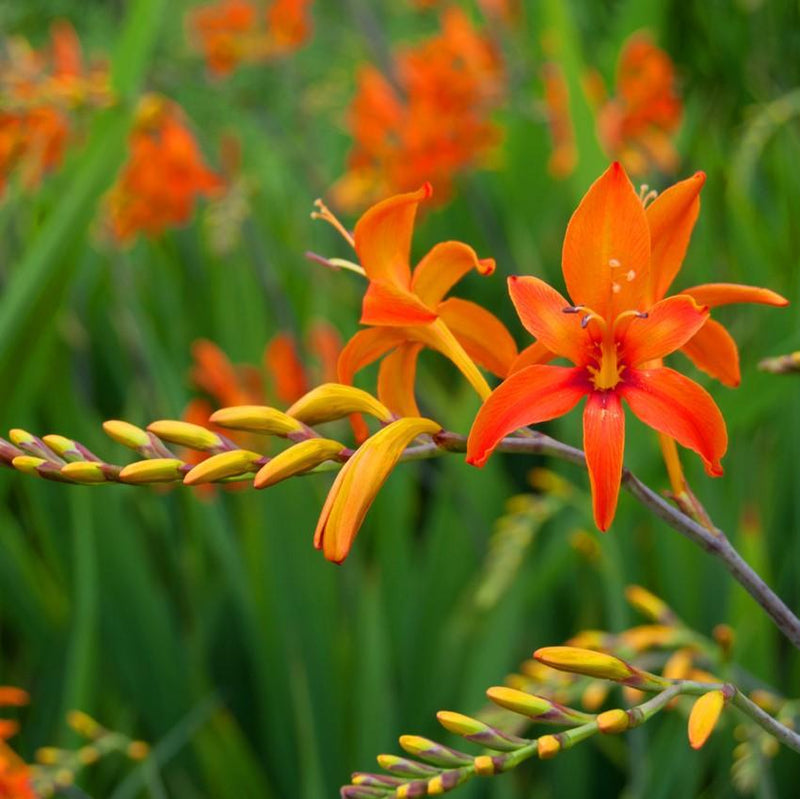 Crocosmia Paul Bunyan