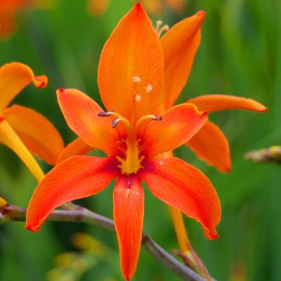 Crocosmia Paul Bunyan