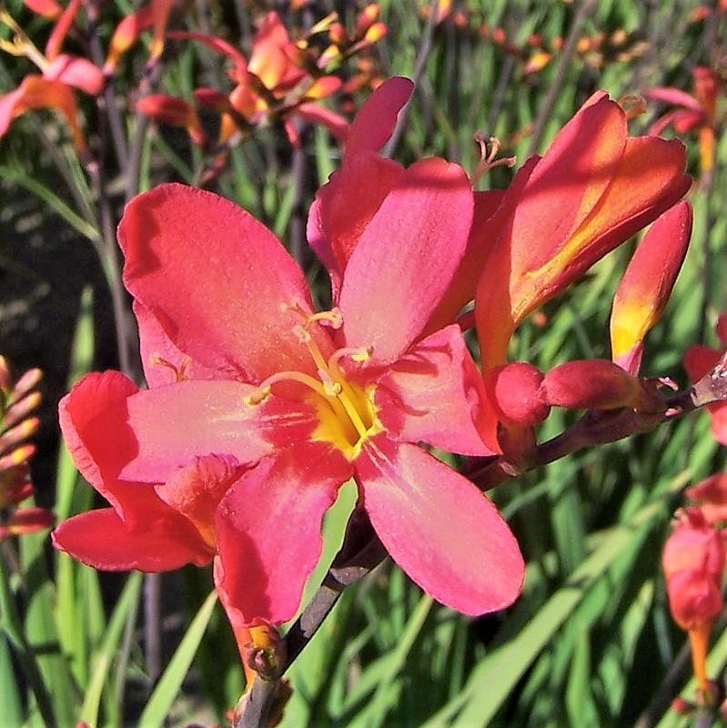 Crocosmia Sharona