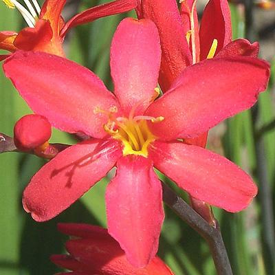 Crocosmia Sharona