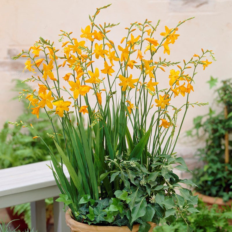 Crocosmia Voyager