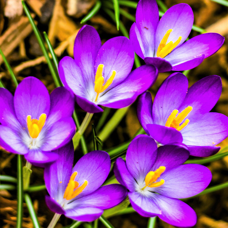 Crocus vernus Flower Record