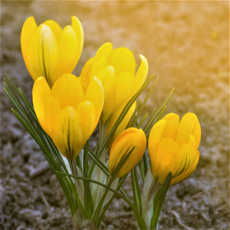 Crocus Chrysanthus Goldilocks