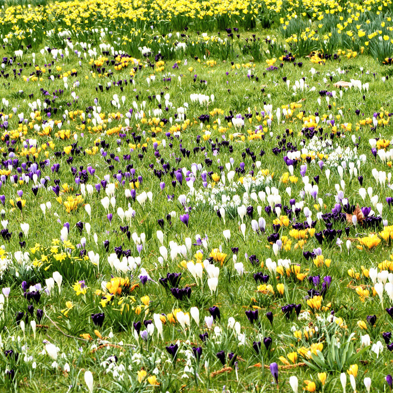 Crocus Large Flowering Mix