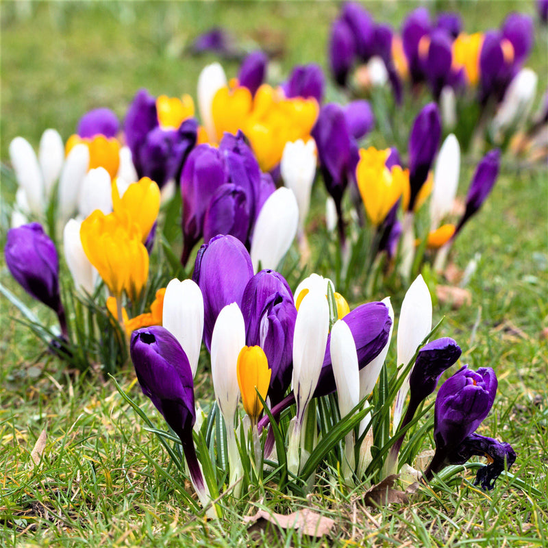 Crocus Large Flowering Mix