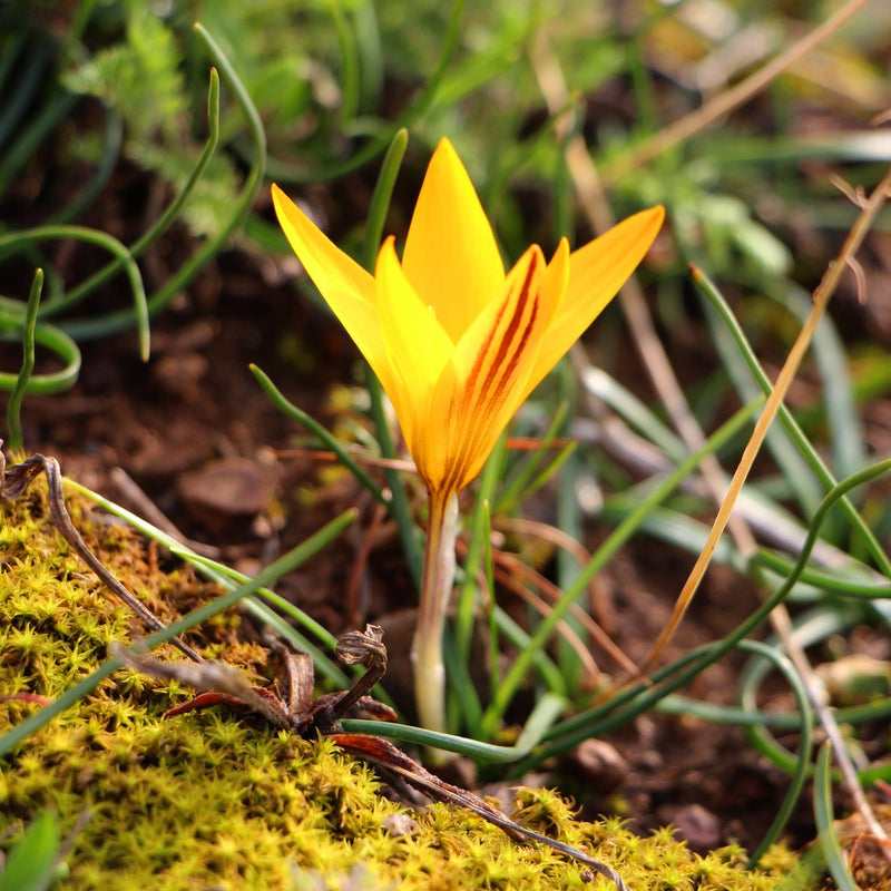 Crocus Chrysanthus Orange Monarch