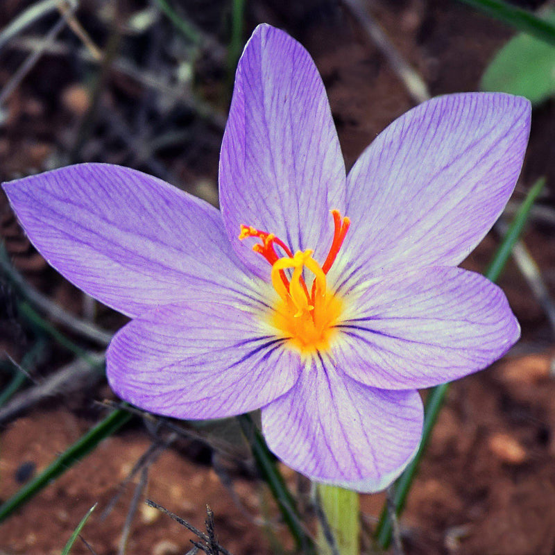 Crocus Sativus (Saffron Crocus)