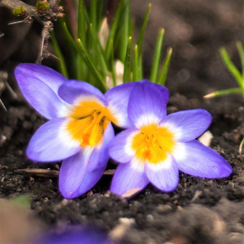 Crocus Tri Color