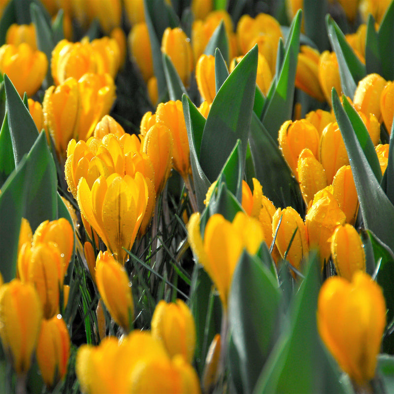 Crocus Vernus Golden Yellow