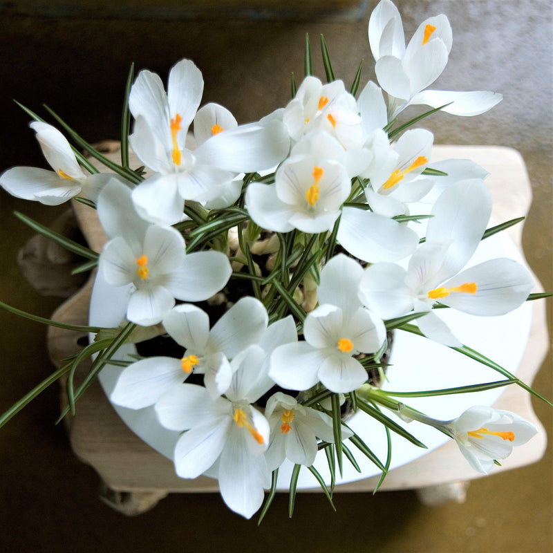 Crocus Vernus Jeanne d'Arc