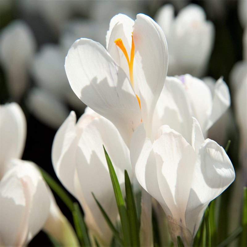 Crocus Vernus Jeanne d'Arc