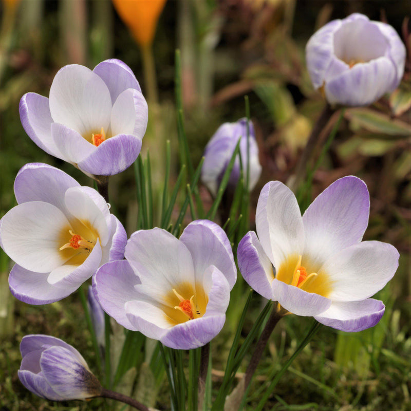 Crocus Chrysanthus Blue Pearl (Fragrant)