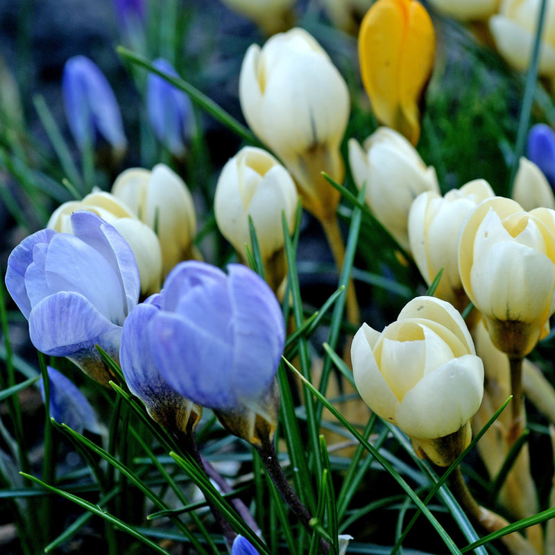 Crocus Chrysanthus Mix