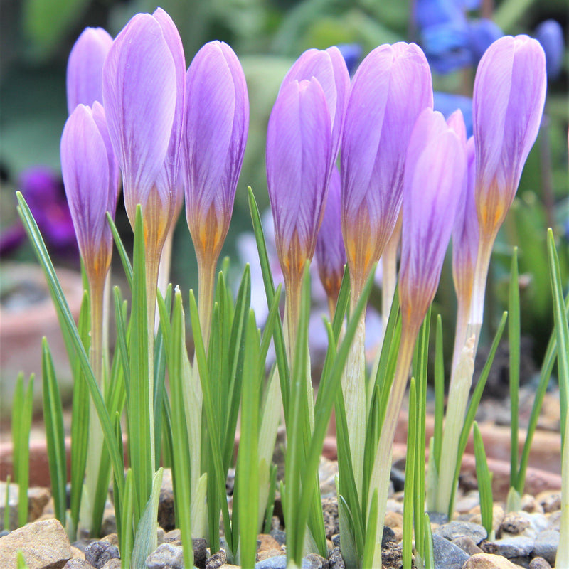 Crocus Etruscus Zwanenburg