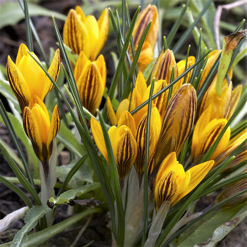 Crocus Etruscus Zwanenburg Bronze (Fragrant)