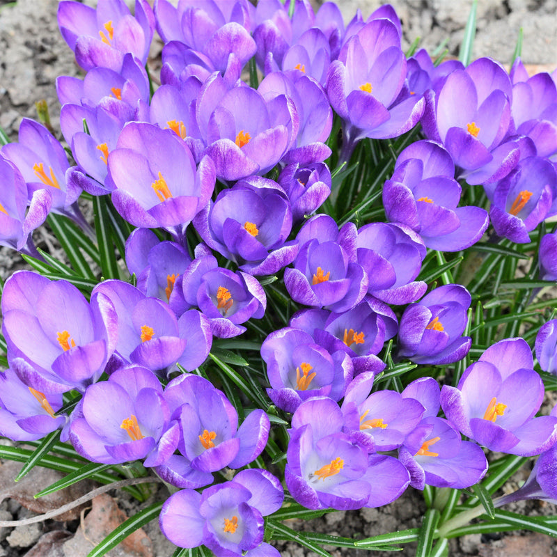 Crocus Sativus (Saffron Crocus)