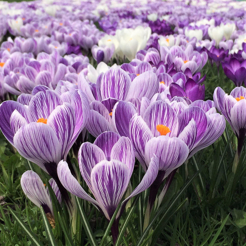 Crocus vernus King of the Stripes