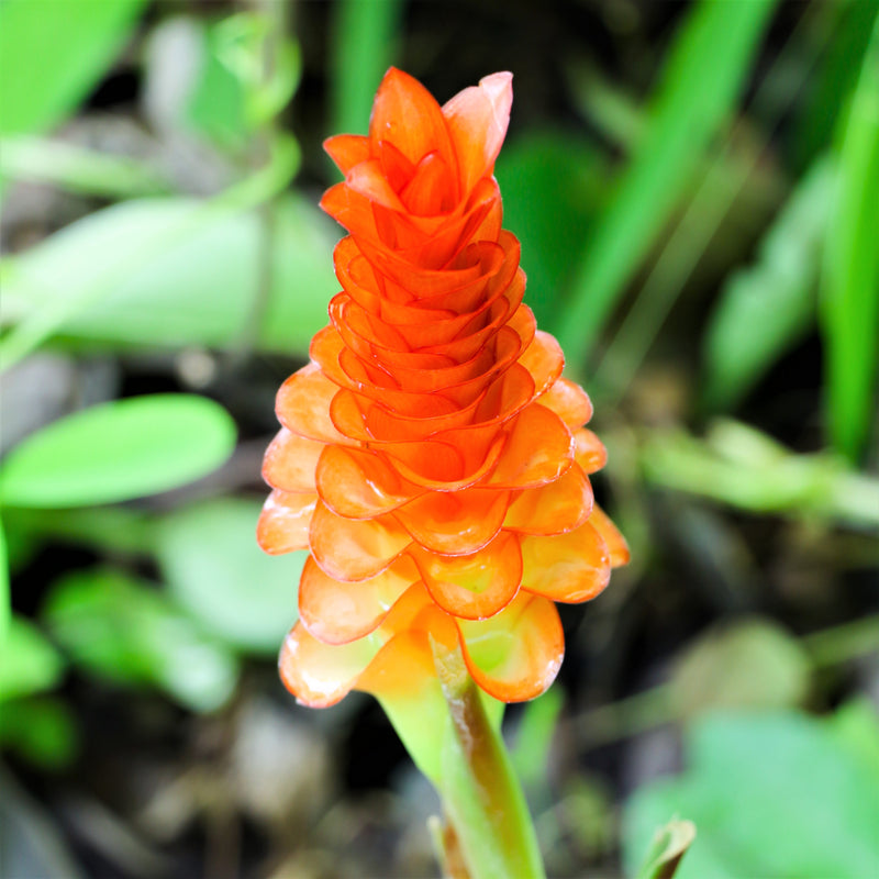 Ginger - Curcuma Roscoeana