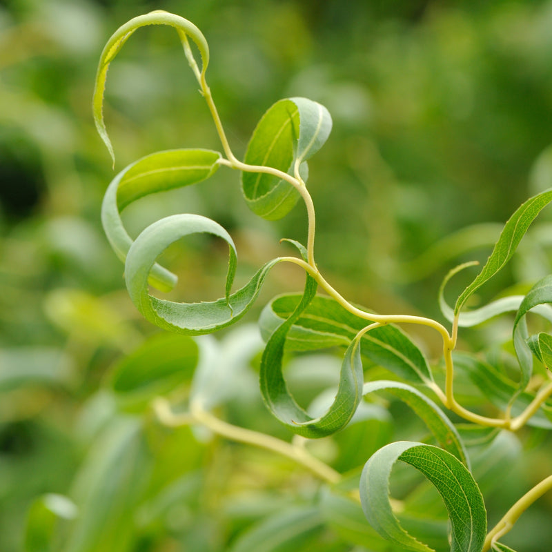 Curly Willow