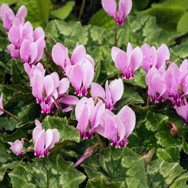 Cyclamen Hederifolium (hardy)