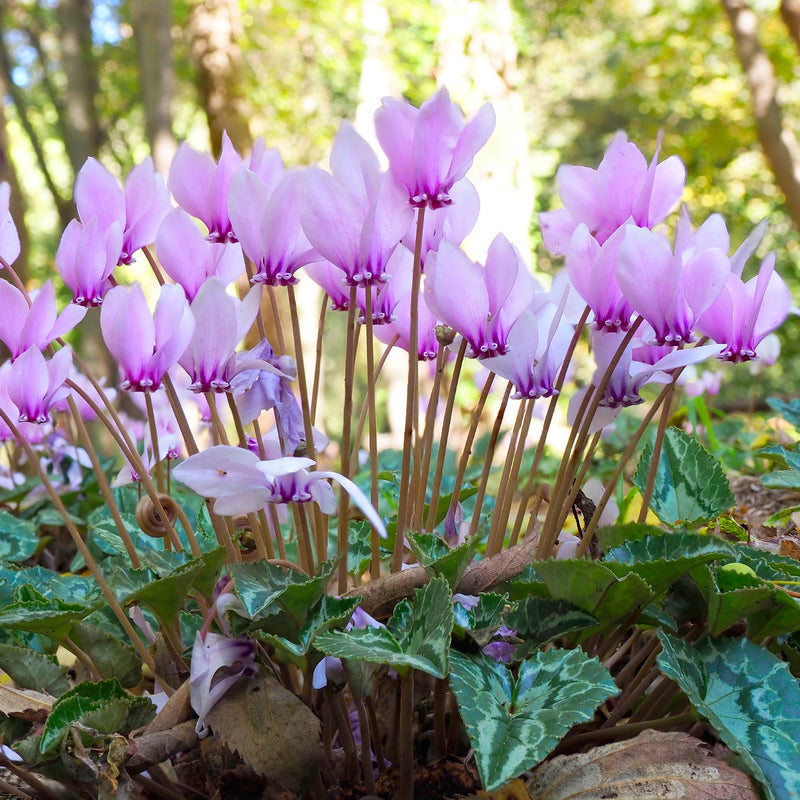 Cyclamen Hederifolium (hardy)