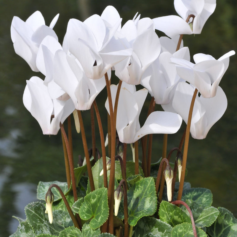 Cyclamen Neapolitanum Album (hardy)