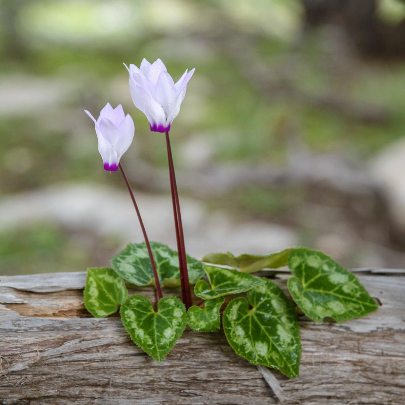 Cyclamen Persicum (Florist Cyclamen)