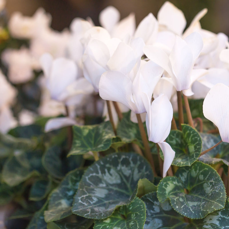 Cyclamen Neapolitanum Album (hardy)