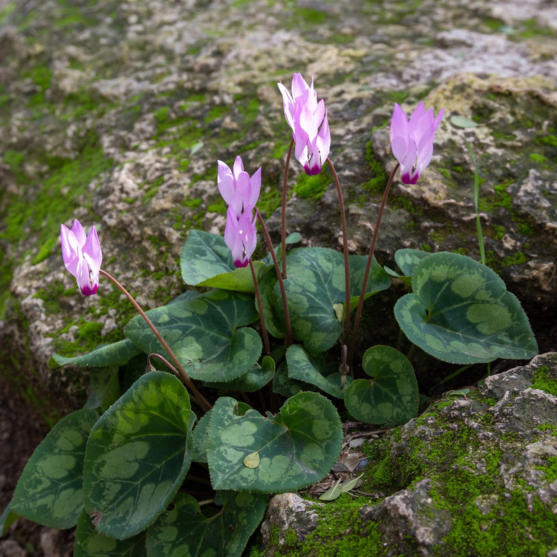 Cyclamen Persicum (Florist Cyclamen)