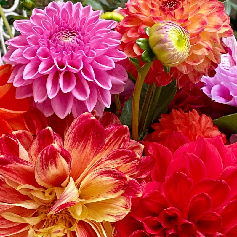 Dahlia Dinner Plate Extravaganza Mix