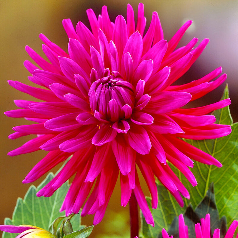 Dahlia Purple Gem