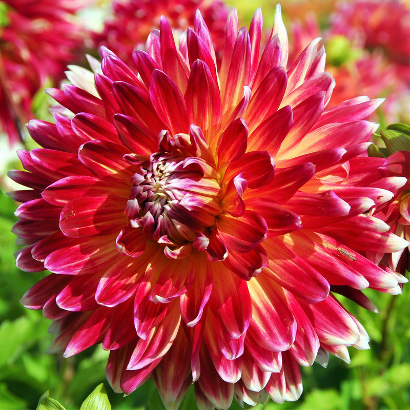 Dahlia Cinnamon & Spice Collection