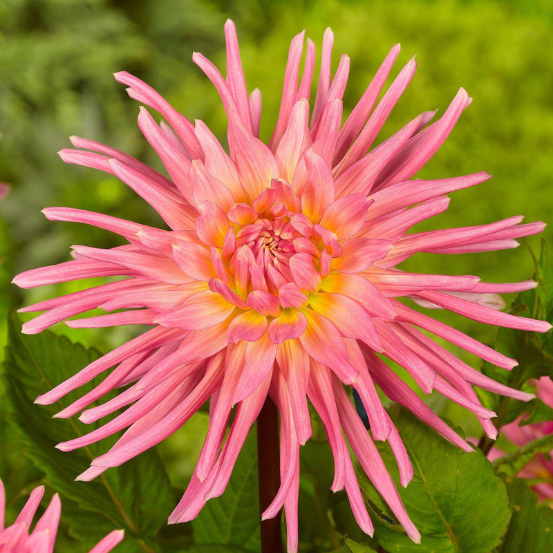 Dahlia Jeanne d'Arc