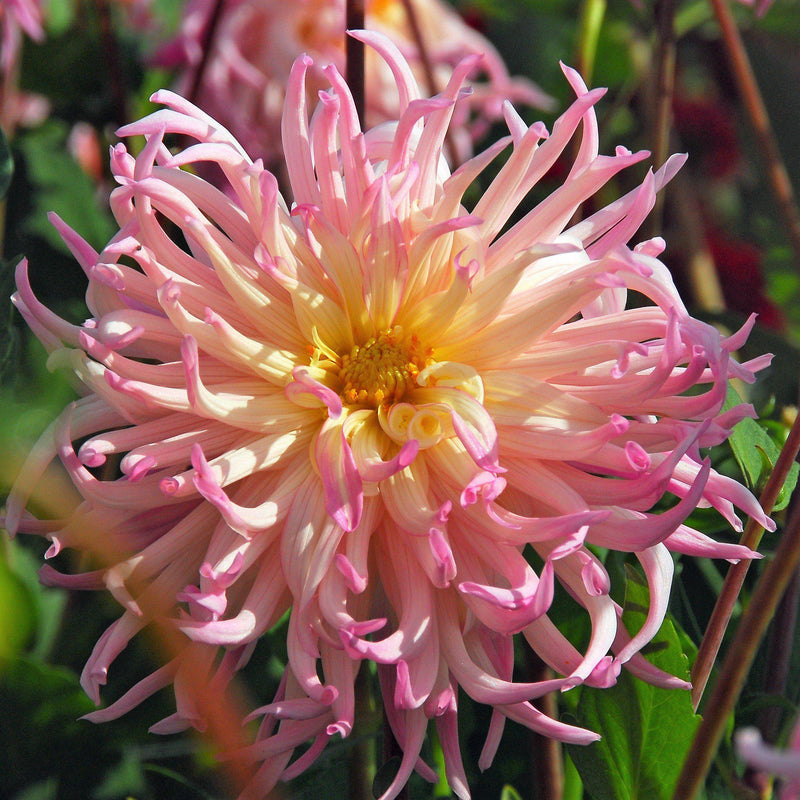 Dahlia Jeanne d'Arc