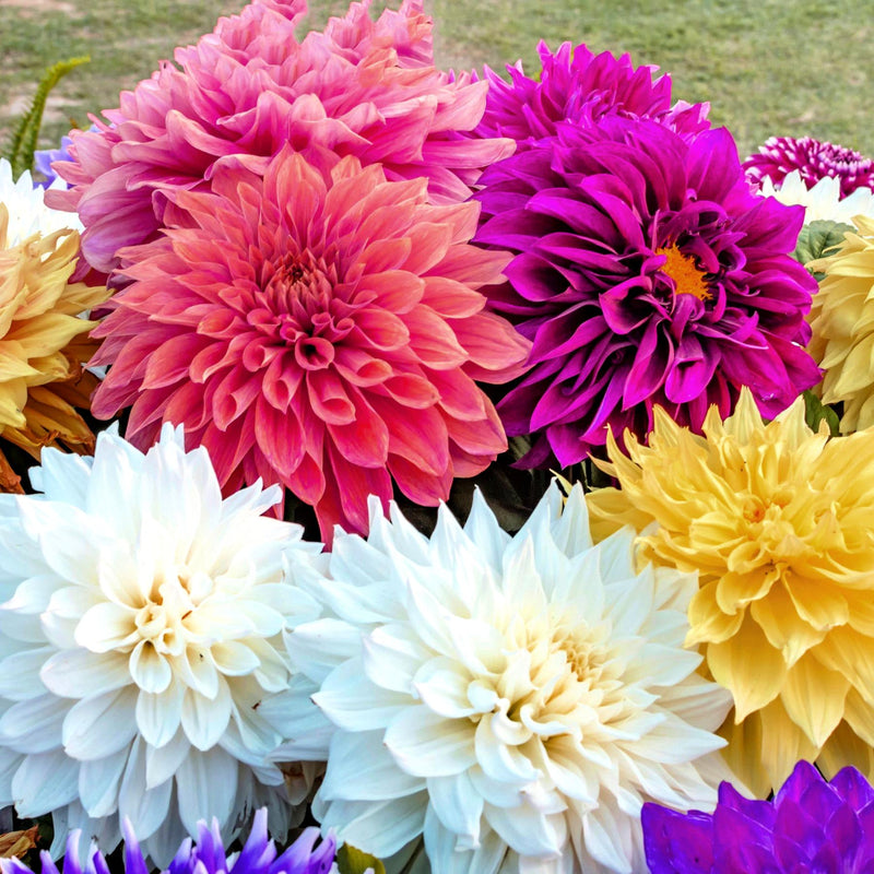 Dahlia Dinner Plate Extravaganza Mix