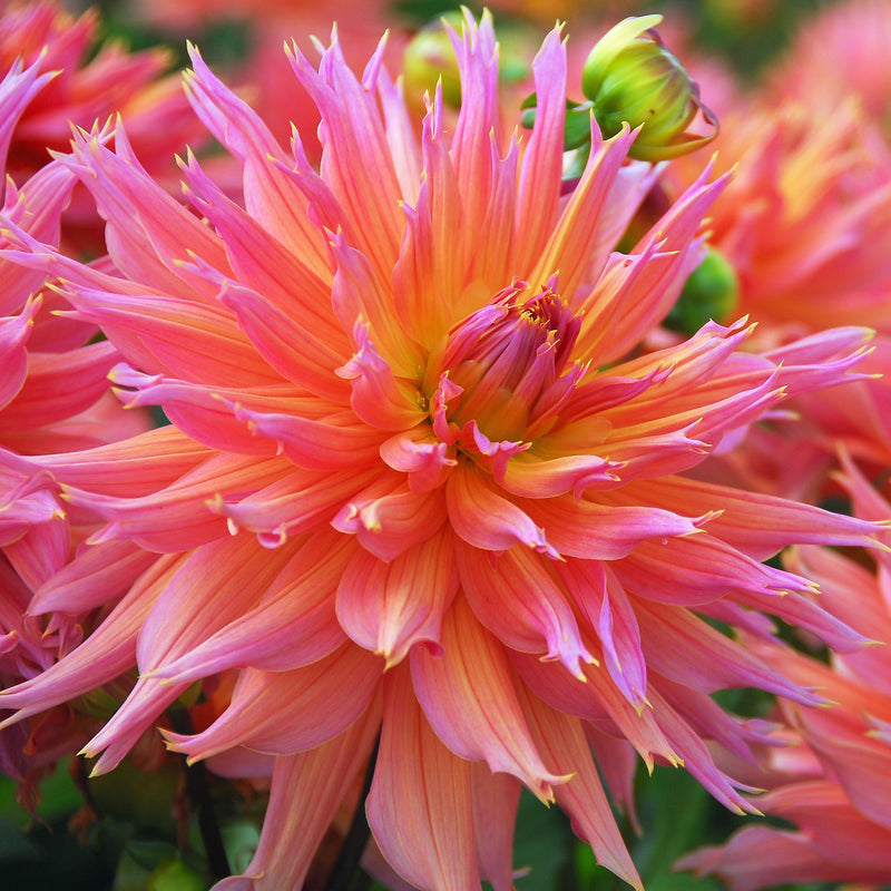 Dahlia Cactus Mix