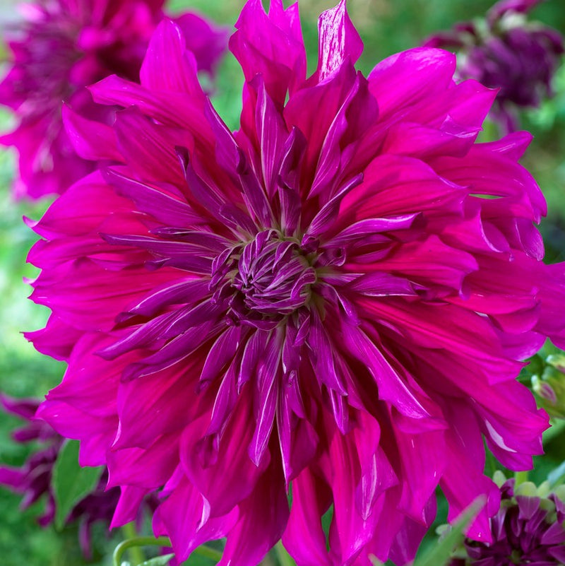 Dahlia Purple Taiheijo